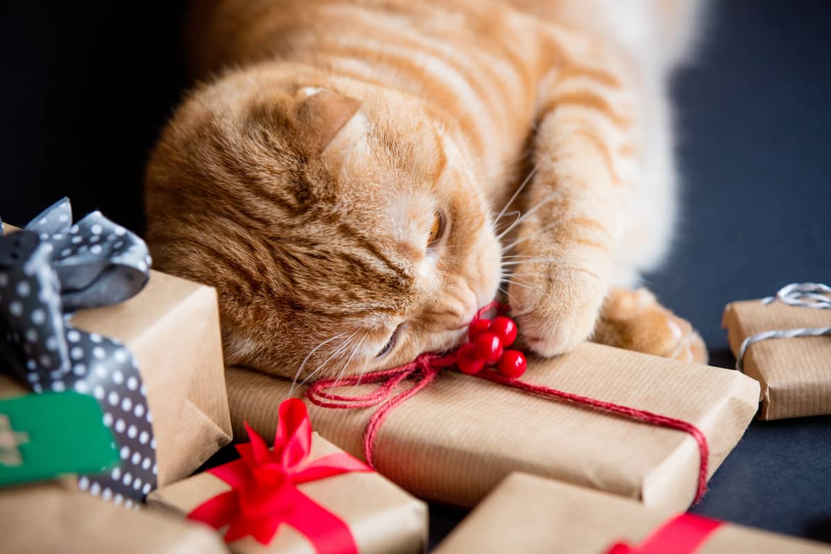 猫好きさんへ！プレゼントにも人気の猫グッズ＆雑貨10選【猫さんと暮らせない人向け】