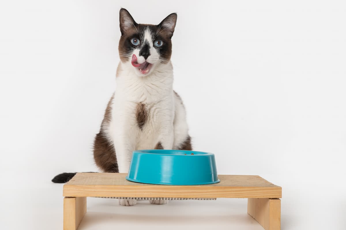 猫さんがご飯を食べないことへの解決方法、まとめ