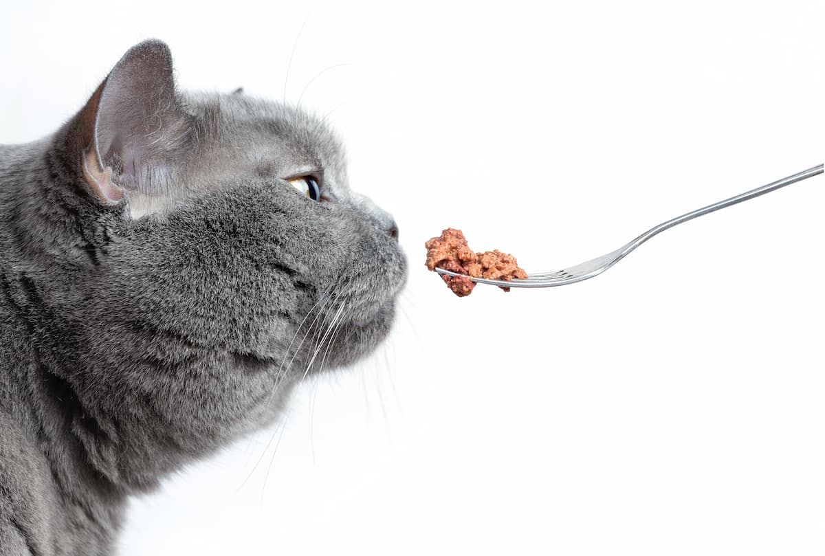 猫さんの餌｜好き嫌いを無くす方法は3つ！
