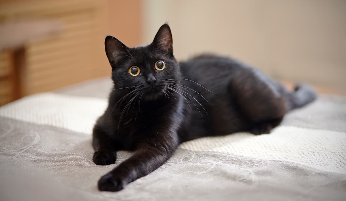 黒猫の柄と特徴