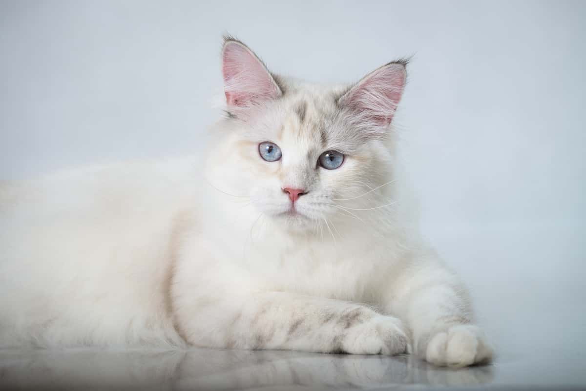 白斑遺伝子を持った猫