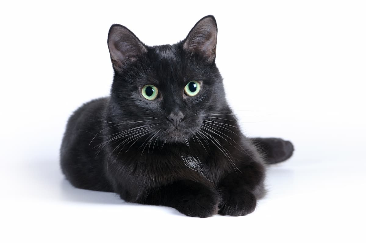 黒猫と他の猫の柄の違い