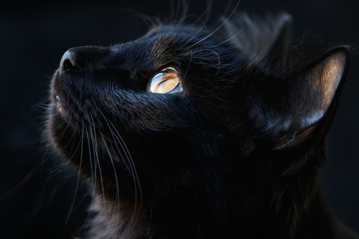 黒猫柄の事例