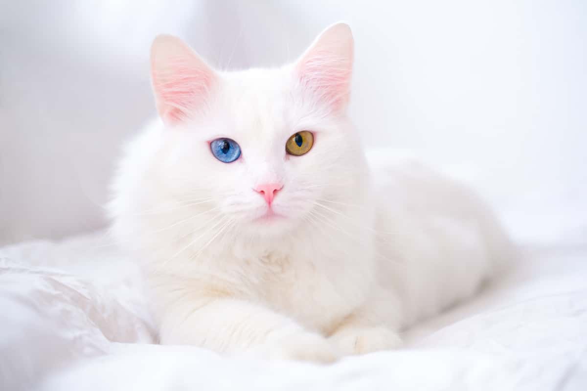日本の白猫キャラクターやシンボル