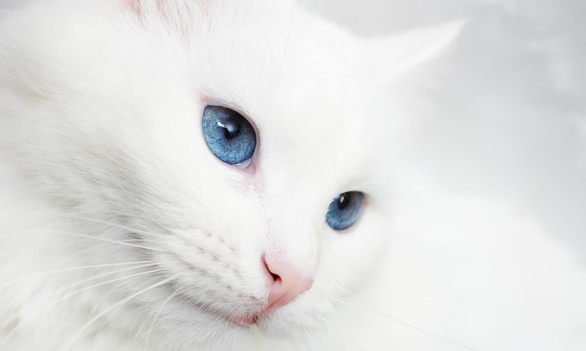 白猫の柄と模様