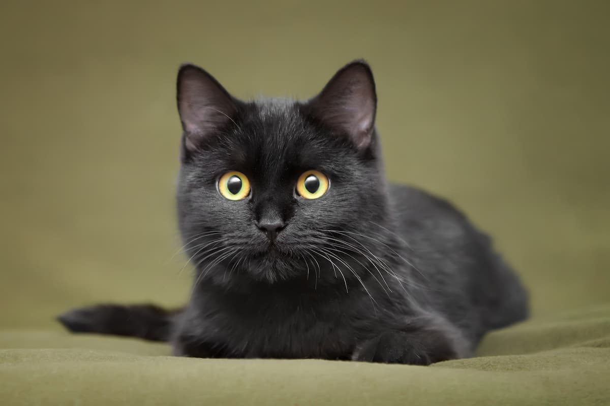 黒猫さんはかわいい