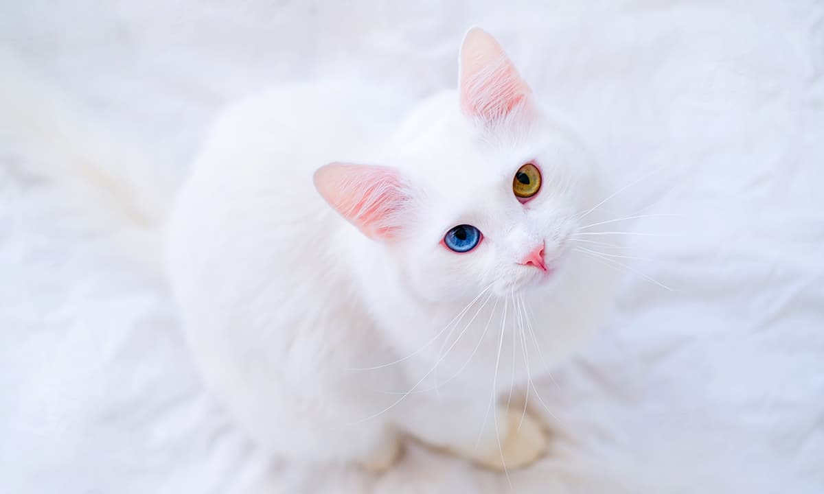 白猫ってどんな柄？特徴や柄の事例を紹介