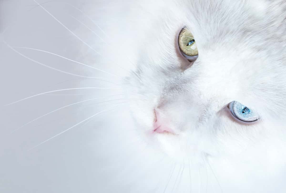 白猫の目のパターン